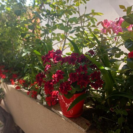 אולסינץ' Apartments Gazi מראה חיצוני תמונה